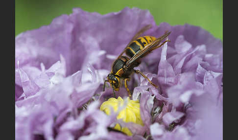 Hornisse (Vespa crabro)