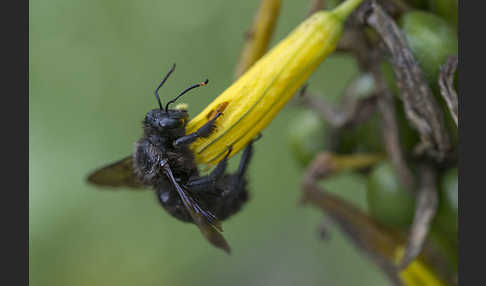 Große Holzbiene (Xylocopa violacea)