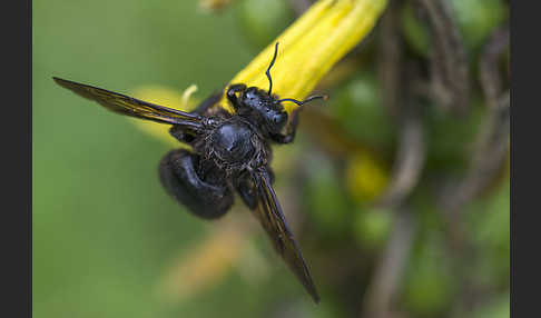 Große Holzbiene (Xylocopa violacea)