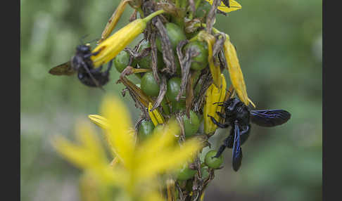 Große Holzbiene (Xylocopa violacea)