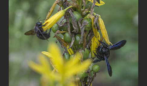 Große Holzbiene (Xylocopa violacea)