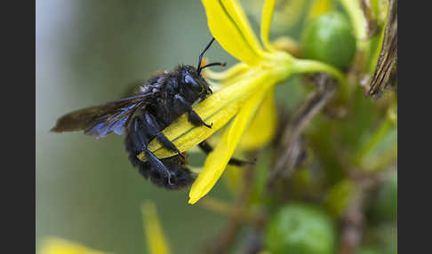 Große Holzbiene (Xylocopa violacea)