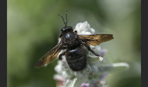 Große Holzbiene (Xylocopa violacea)