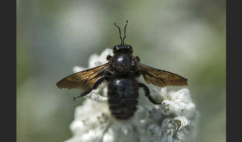 Große Holzbiene (Xylocopa violacea)