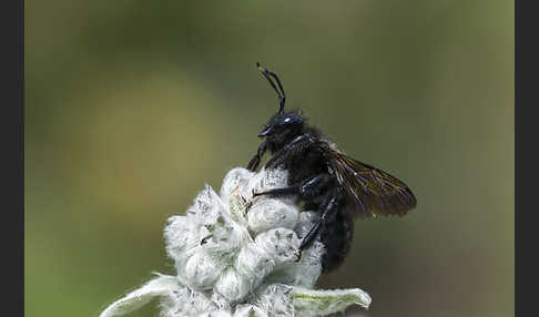 Große Holzbiene (Xylocopa violacea)