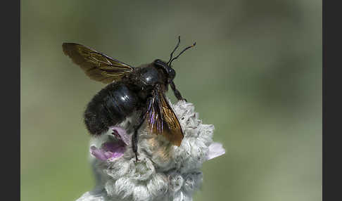 Große Holzbiene (Xylocopa violacea)