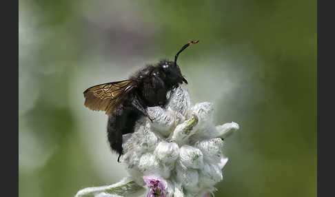 Große Holzbiene (Xylocopa violacea)