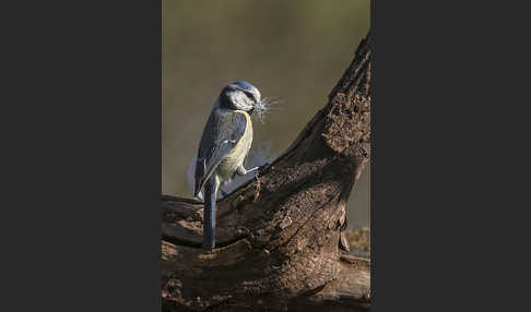 Blaumeise (Parus caeruleus)