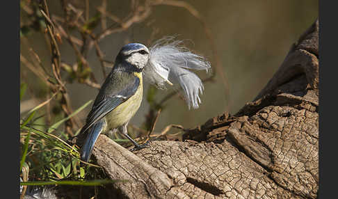 Blaumeise (Parus caeruleus)