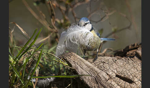 Blaumeise (Parus caeruleus)