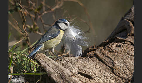 Blaumeise (Parus caeruleus)