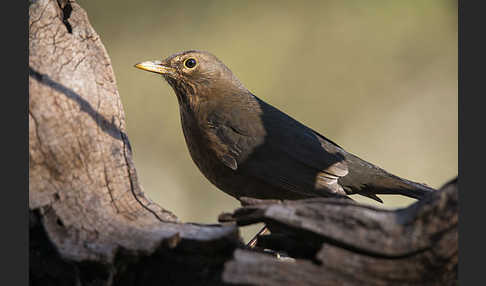 Amsel (Turdus merula)