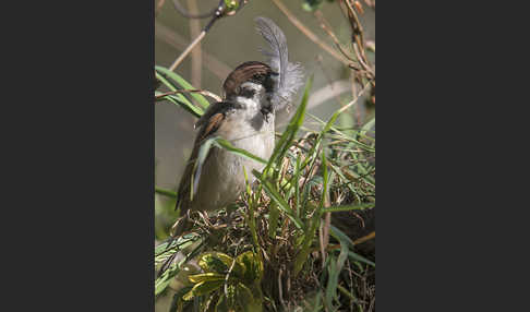 Feldsperling (Passer montanus)