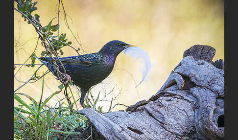 Star (Sturnus vulgaris)