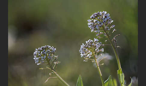 Gebirgs-Täschelkraut (Thlaspi caerulescens)