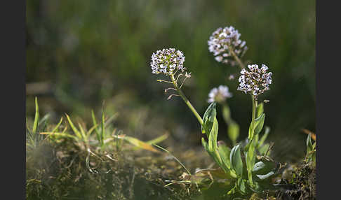 Gebirgs-Täschelkraut (Thlaspi caerulescens)