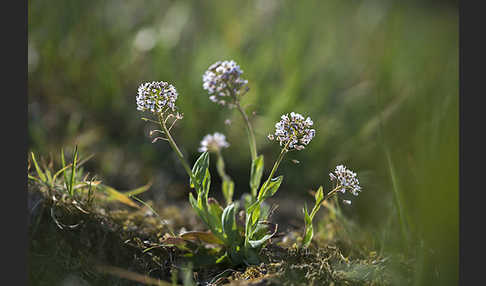 Gebirgs-Täschelkraut (Thlaspi caerulescens)