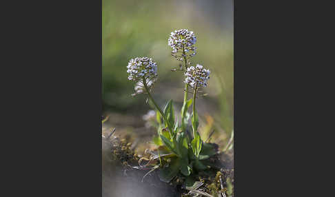 Gebirgs-Täschelkraut (Thlaspi caerulescens)