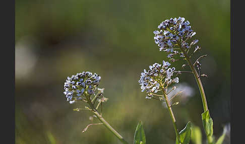 Gebirgs-Täschelkraut (Thlaspi caerulescens)