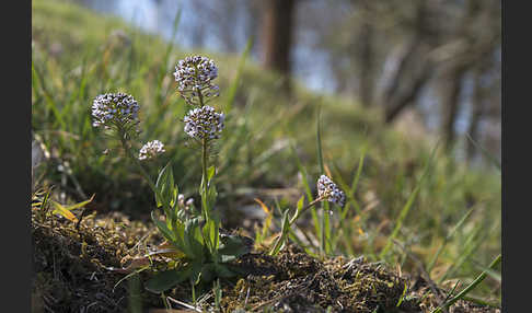 Gebirgs-Täschelkraut (Thlaspi caerulescens)