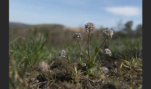 Gebirgs-Täschelkraut (Thlaspi caerulescens)