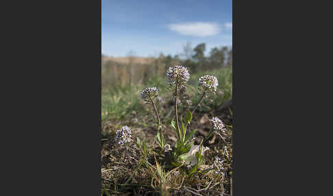 Gebirgs-Täschelkraut (Thlaspi caerulescens)