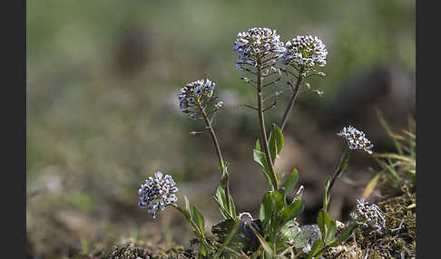 Gebirgs-Täschelkraut (Thlaspi caerulescens)