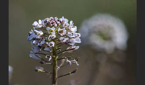 Gebirgs-Täschelkraut (Thlaspi caerulescens)