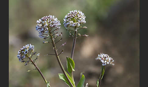 Gebirgs-Täschelkraut (Thlaspi caerulescens)