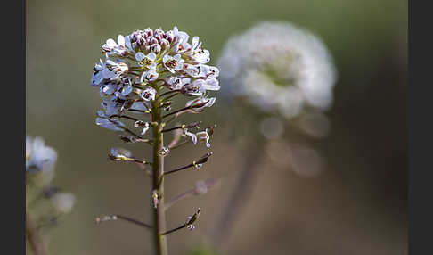 Gebirgs-Täschelkraut (Thlaspi caerulescens)