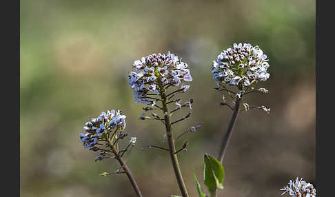 Gebirgs-Täschelkraut (Thlaspi caerulescens)