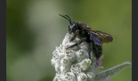 Große Holzbiene (Xylocopa violacea)