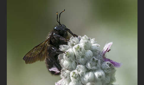 Große Holzbiene (Xylocopa violacea)