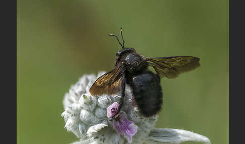 Große Holzbiene (Xylocopa violacea)