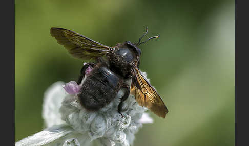 Große Holzbiene (Xylocopa violacea)