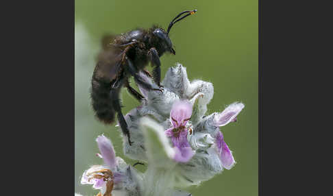 Große Holzbiene (Xylocopa violacea)