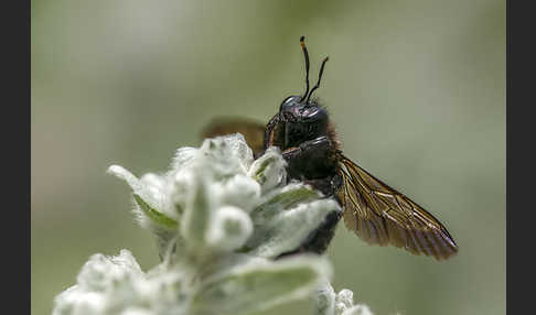 Große Holzbiene (Xylocopa violacea)