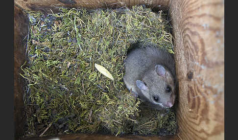 Siebenschläfer (Glis glis)