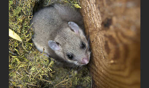 Siebenschläfer (Glis glis)