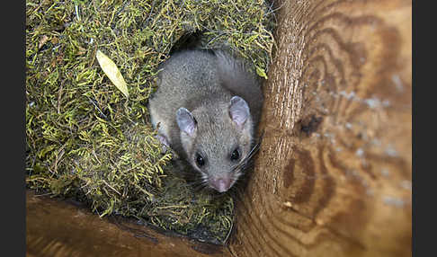 Siebenschläfer (Glis glis)