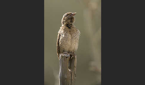 Wendehals (Jynx torquilla)