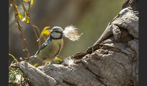 Blaumeise (Parus caeruleus)