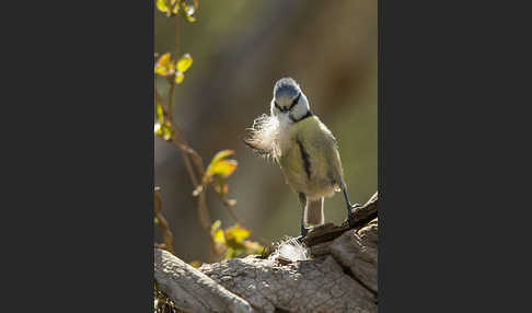 Blaumeise (Parus caeruleus)