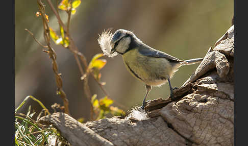 Blaumeise (Parus caeruleus)