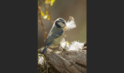 Blaumeise (Parus caeruleus)