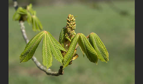 Weiße Roßkastanie (Aesculus hippocastanum)