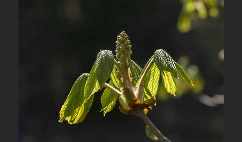 Weiße Roßkastanie (Aesculus hippocastanum)