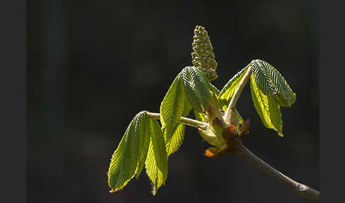 Weiße Roßkastanie (Aesculus hippocastanum)