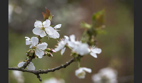 Süßkirsche (Prunus avium)