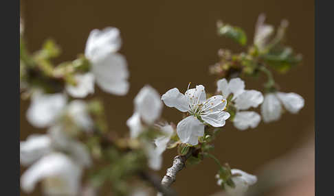 Süßkirsche (Prunus avium)